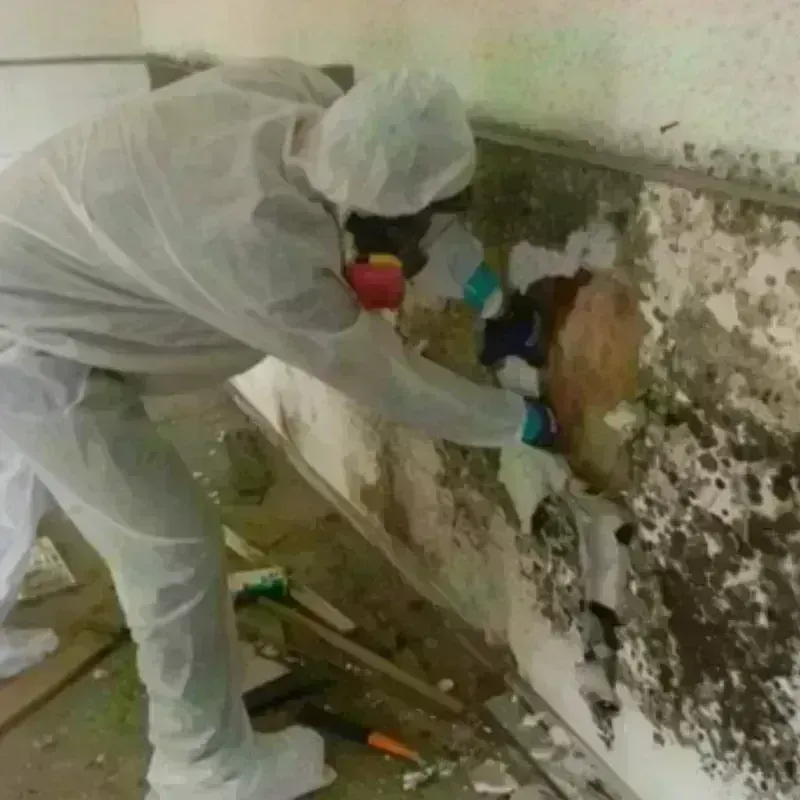 Mold Remediation and Removal in Bar Nunn, WY